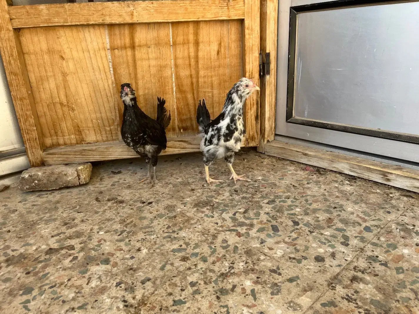 نیمچه گلین|حیوانات مزرعه|شهرکرد, |دیوار