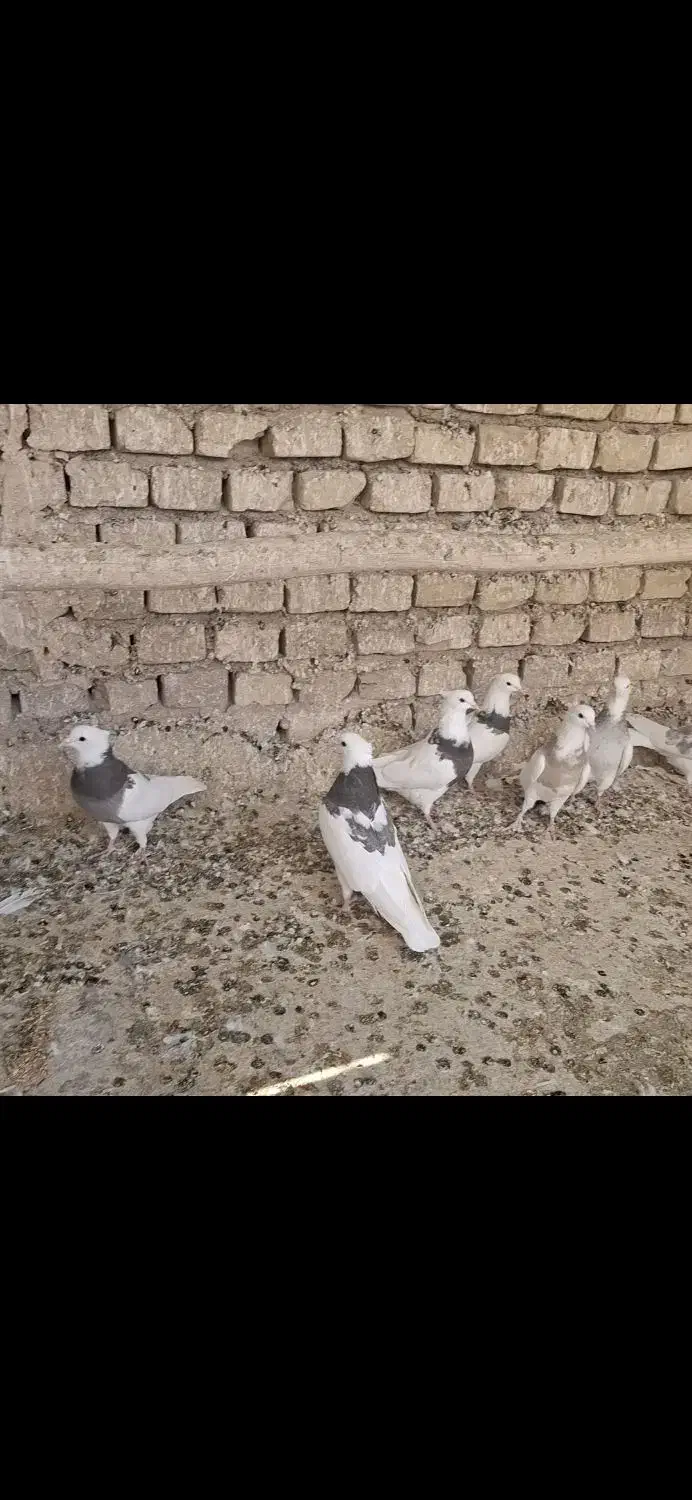 ۱۰ تا طوقی غلط دار|پرنده|بافق, |دیوار