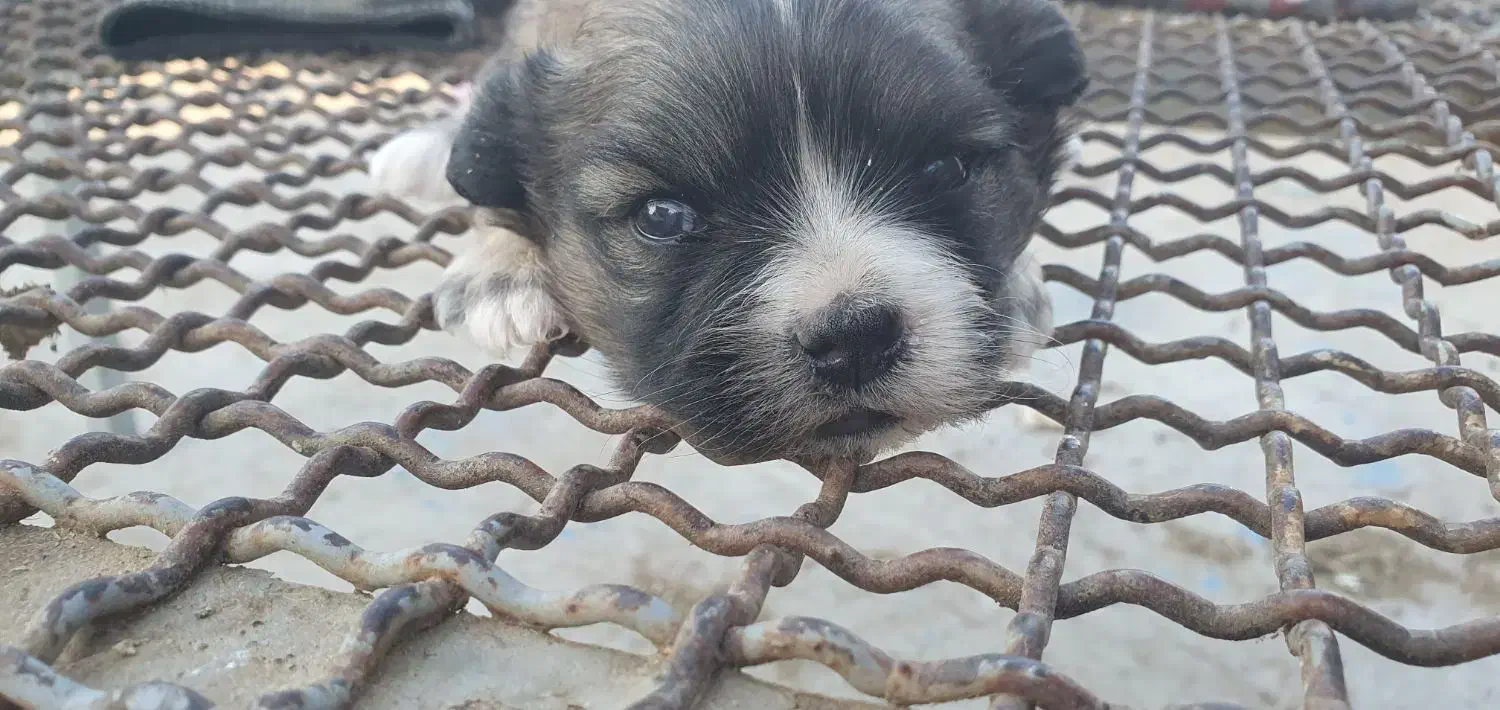 شیتزو تریر|سگ|مسجد سلیمان, |دیوار