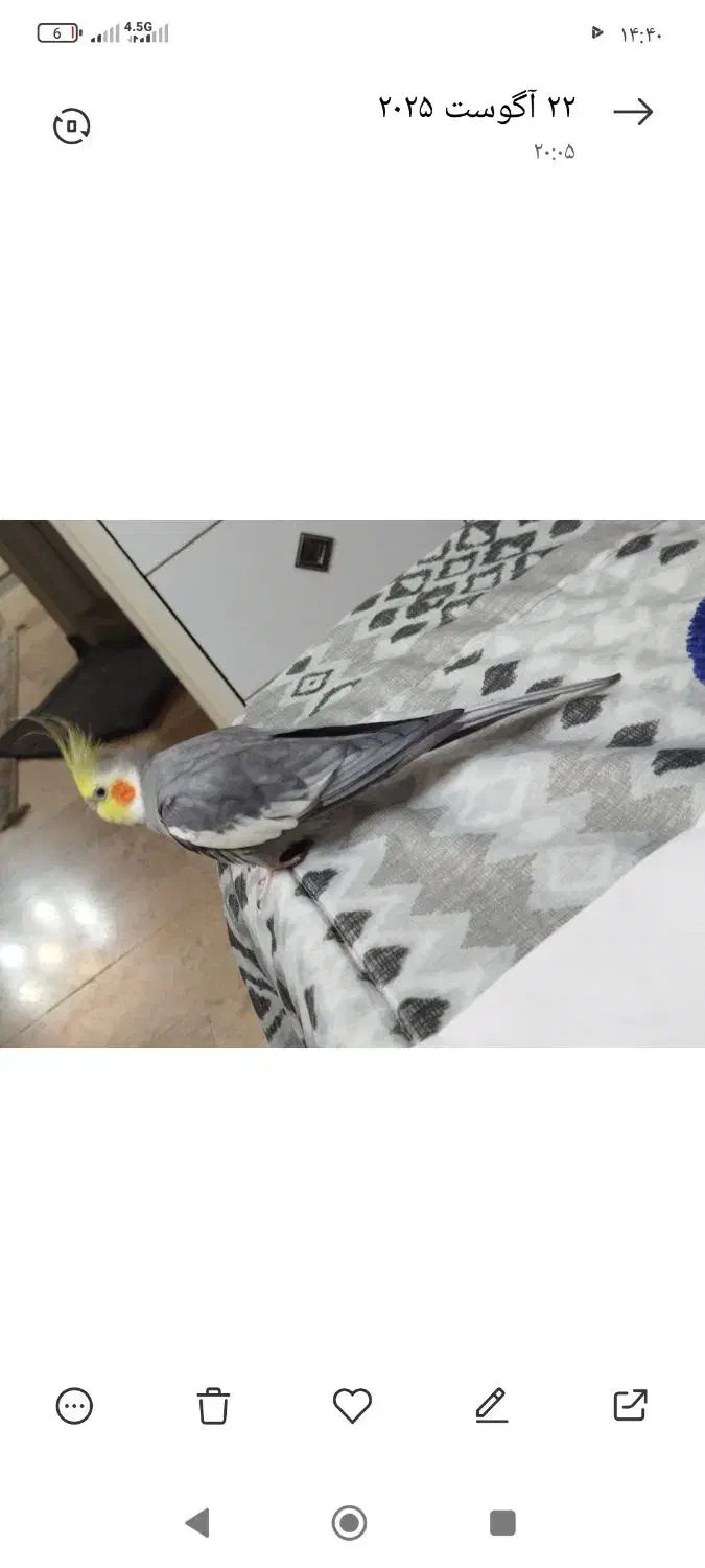 عروس هلندی با قفس و تجهیزات|پرنده|کهریزک, |دیوار