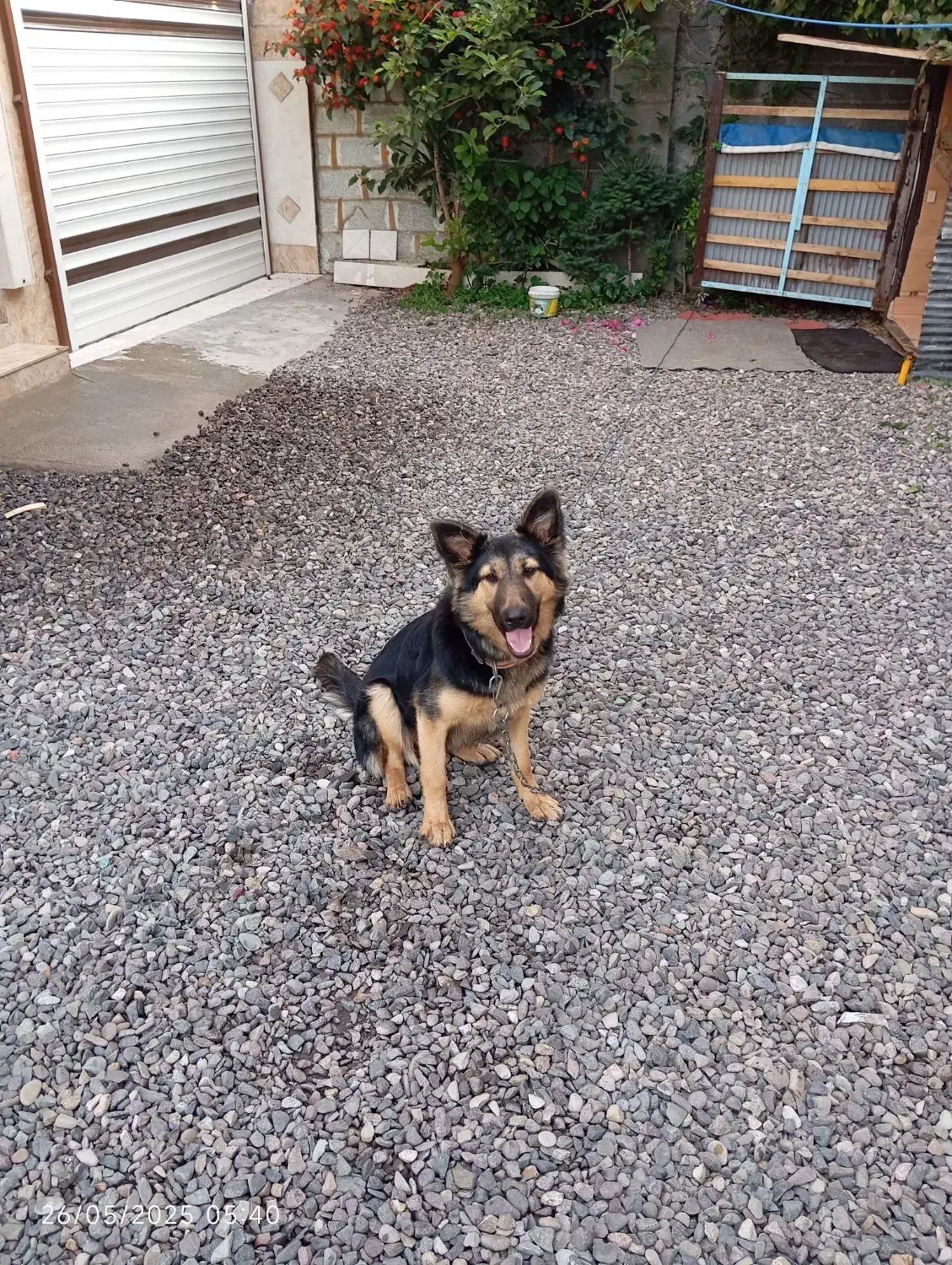 سگ ژرمن.ماده.عقیم شده.14ماهه|سگ|رشت, شهرک صبا|دیوار