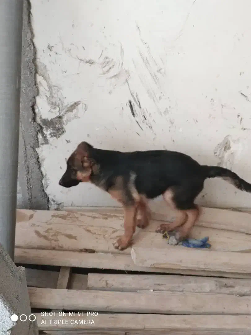 واگذاری|سگ|شیراز, نیستان|دیوار