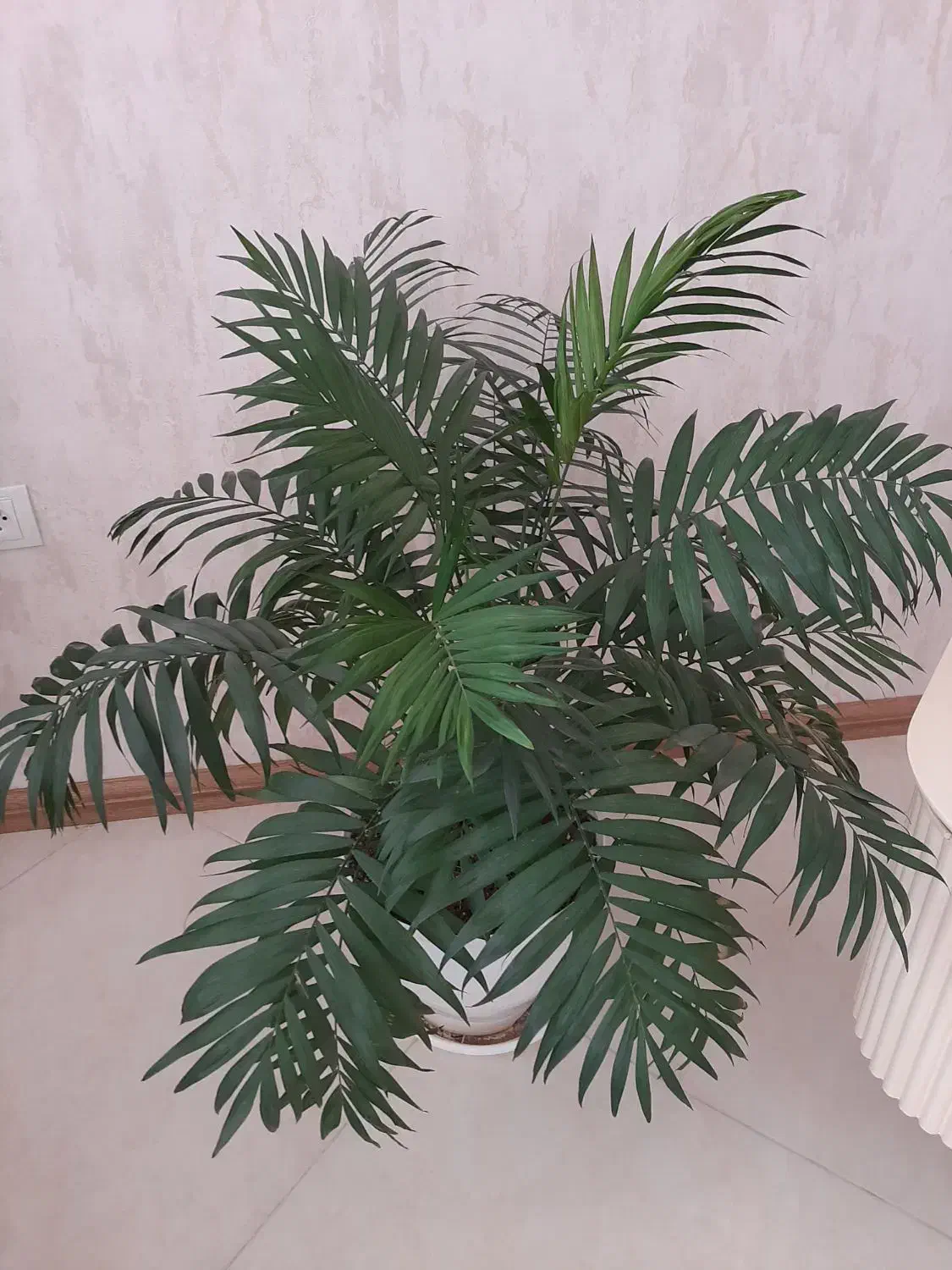 نخل شامادورا  بزرگ|گل و گیاه طبیعی|شیراز, معالی‌آباد|دیوار