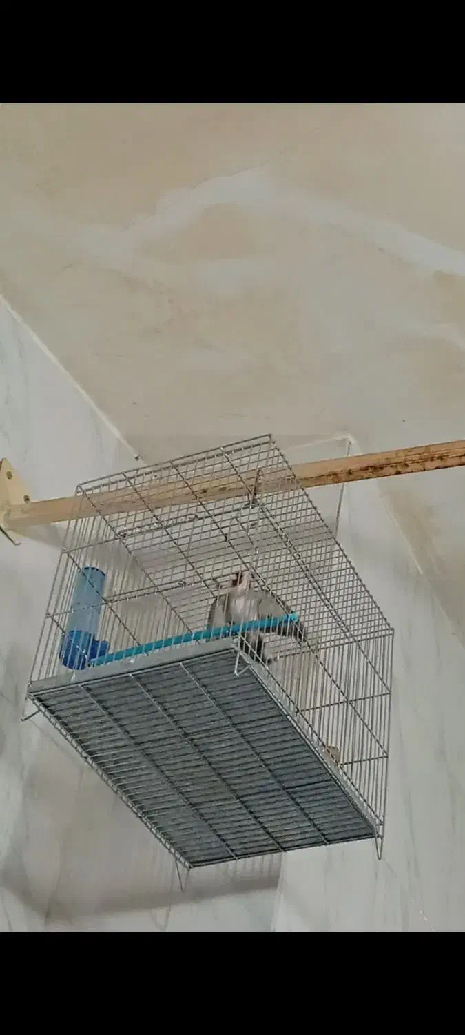 سهره کت بازکن مسابقهای|پرنده|سنندج, |دیوار