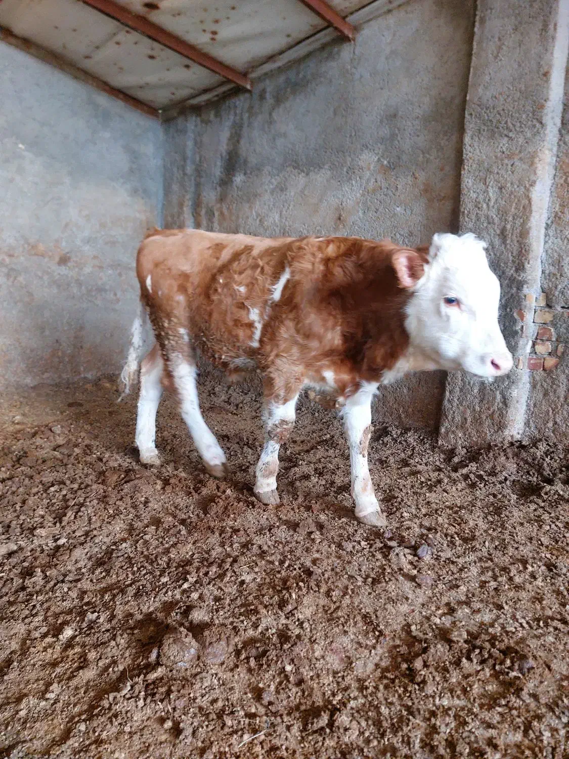 گوساله نر سیمینتال|حیوانات مزرعه|قزوین, |دیوار