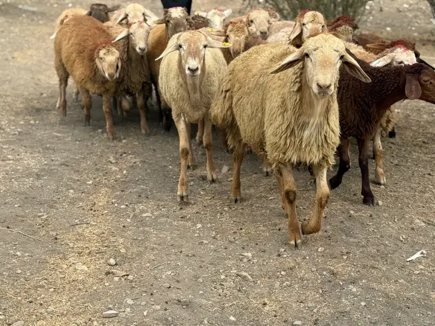 الو گوسفند شبانه روزی کل ایام هفته تحویل نیم ساعته|حیوانات مزرعه|تهران, فلسطین (میدان انقلاب)|دیوار