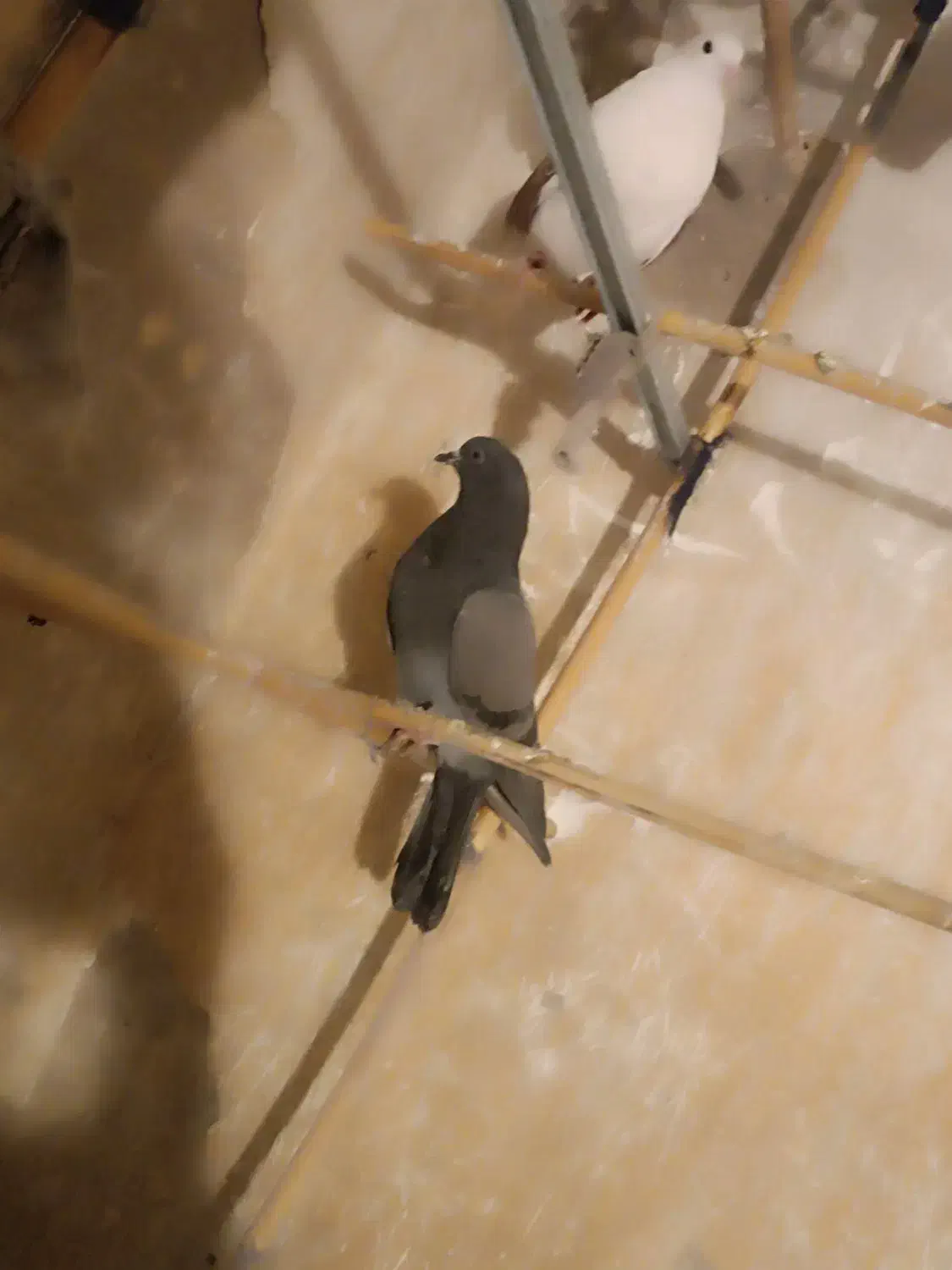 فروش چن  عدد کبوتر|پرنده|کهریزک, |دیوار