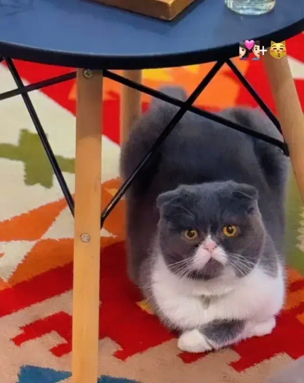 واگذاری گربه اسکاتیش بلو فولد نر عقیم نشده|گربه|کرج, شهرک بنفشه|دیوار