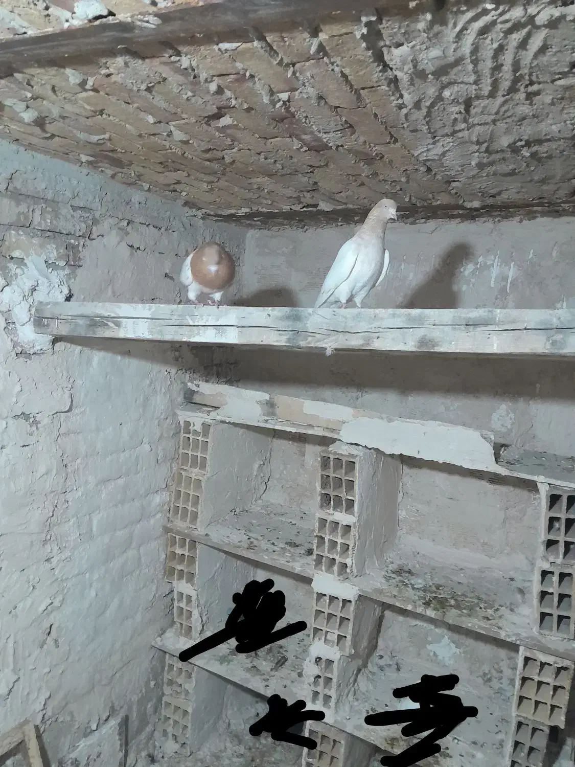 یک جفت کبوتر کله زرد|پرنده|اهر, |دیوار