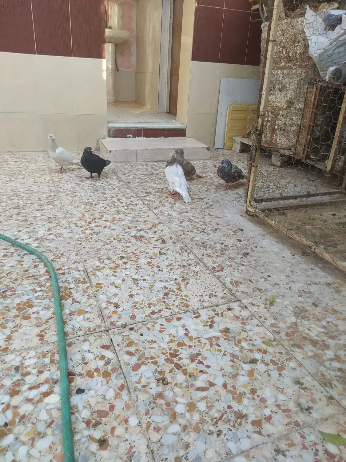 چهار کبوتر برای فروش|پرنده|برازجان, |دیوار