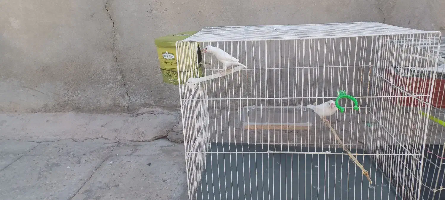 ۲جفت مرغ عشق    1جفت فنچ نرگسی|پرنده|خاش, |دیوار