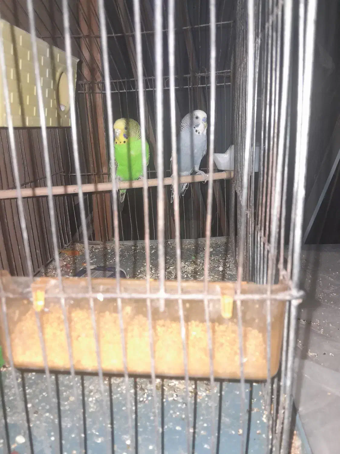 مرغ عشق مولد|پرنده|زاهدان, |دیوار