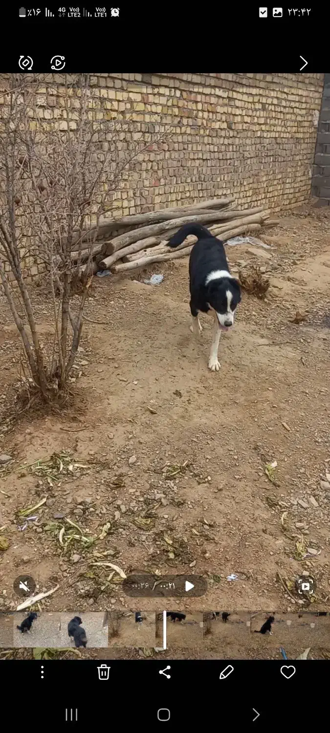 گمشده|سگ|ساوه, |دیوار