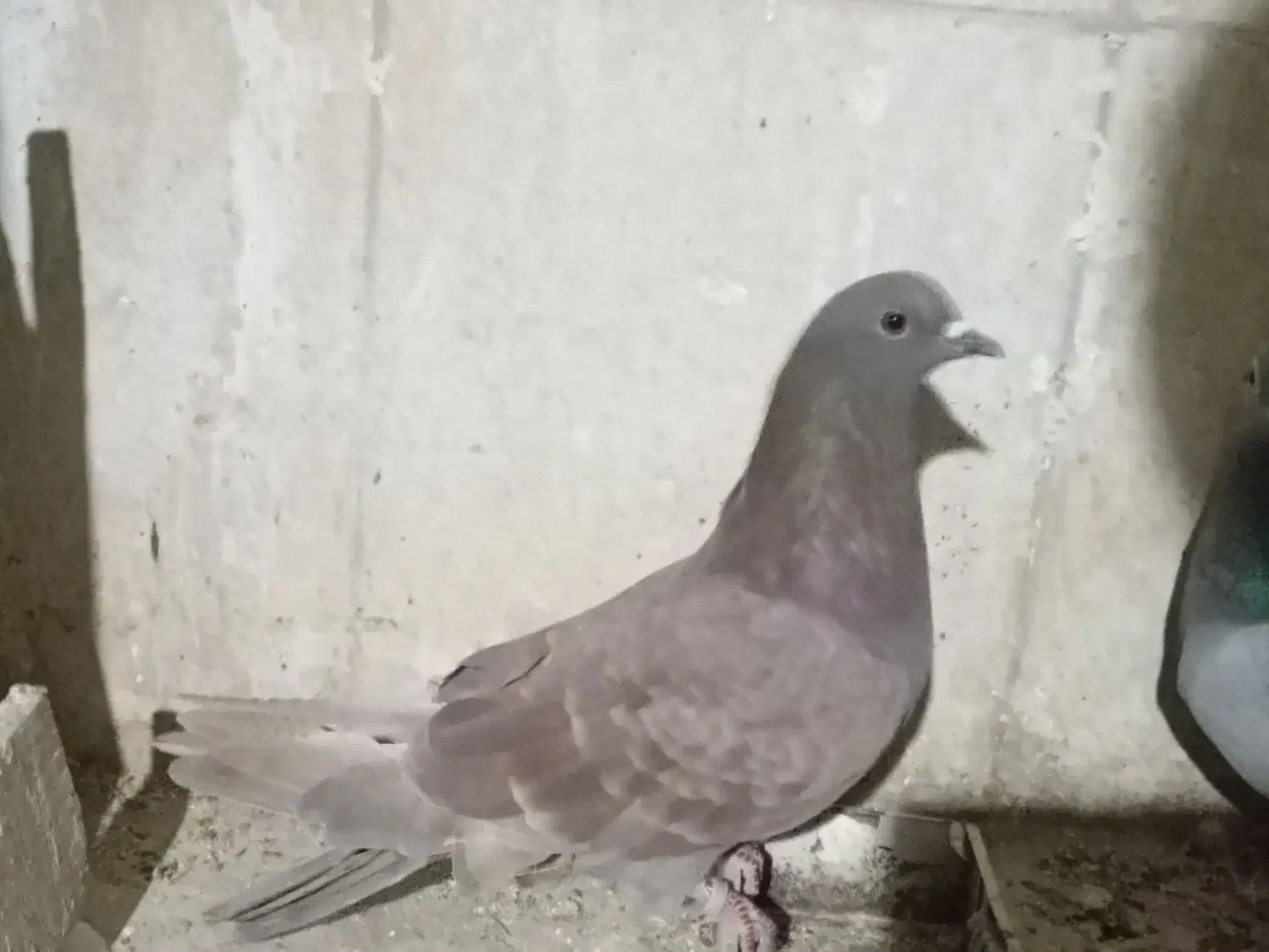 تهرانی ماده|پرنده|خاش, |دیوار