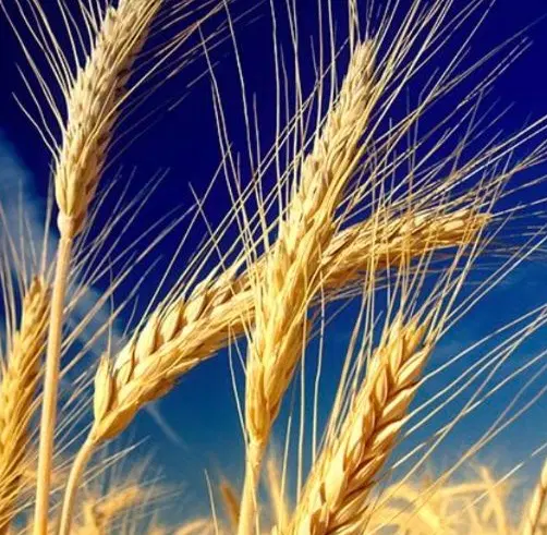 کوپه که|گل و گیاه طبیعی|دهدشت, |دیوار