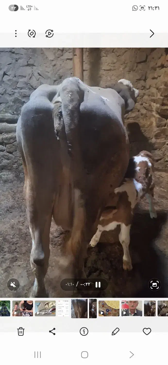 گاو تازه ۶روز زایده|حیوانات مزرعه|تکاب, |دیوار