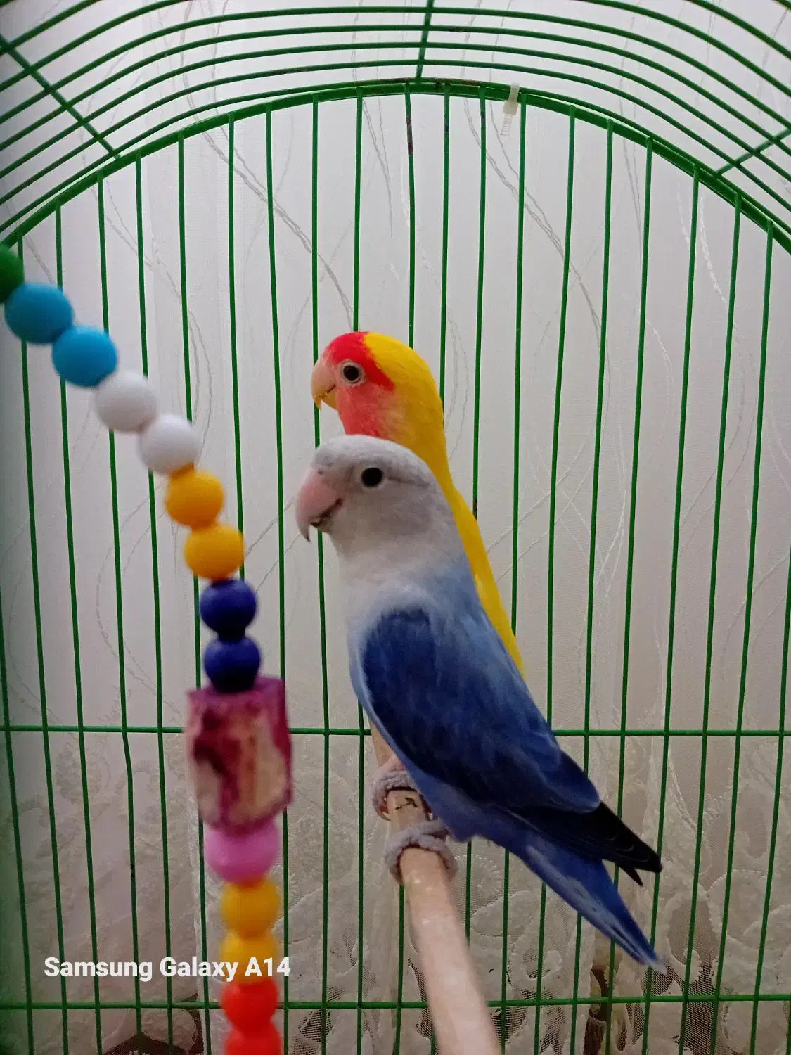 طوطی|پرنده|کلاله, |دیوار