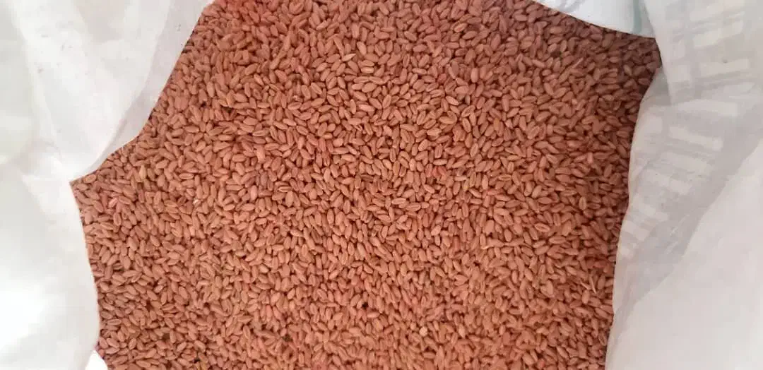 گندم ۲۹هزارتومن|گل و گیاه طبیعی|بندر ماهشهر, |دیوار