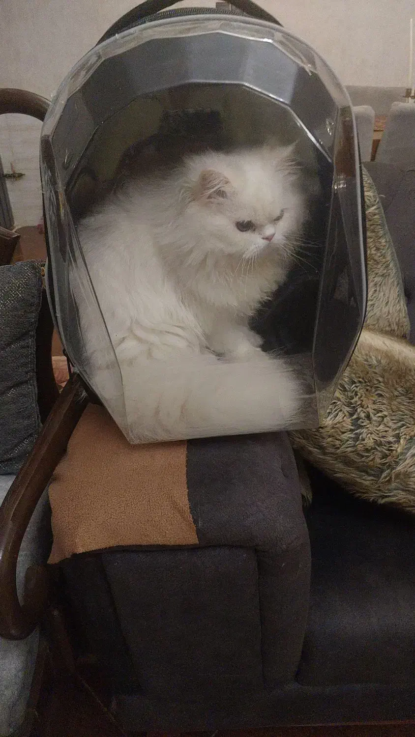 گربه پرشین نر عقیم شده یکسال|گربه|باغستان, |دیوار