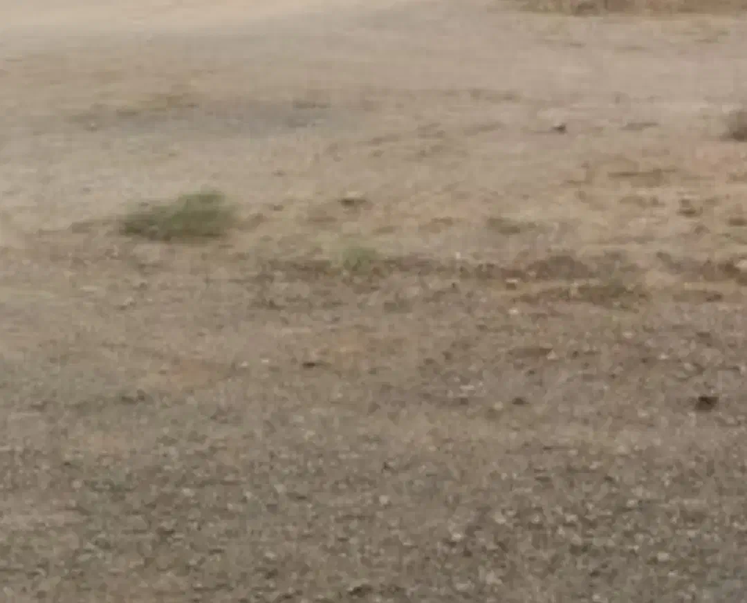 زمین فروشی محمدآباد|فروش زمین و ملک کلنگی|بمپور, |دیوار