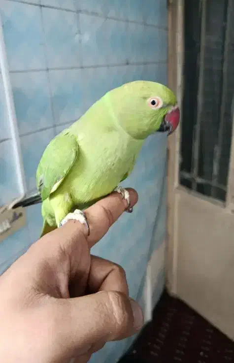 طوطی اهلی ب شرط|پرنده|قائن, |دیوار