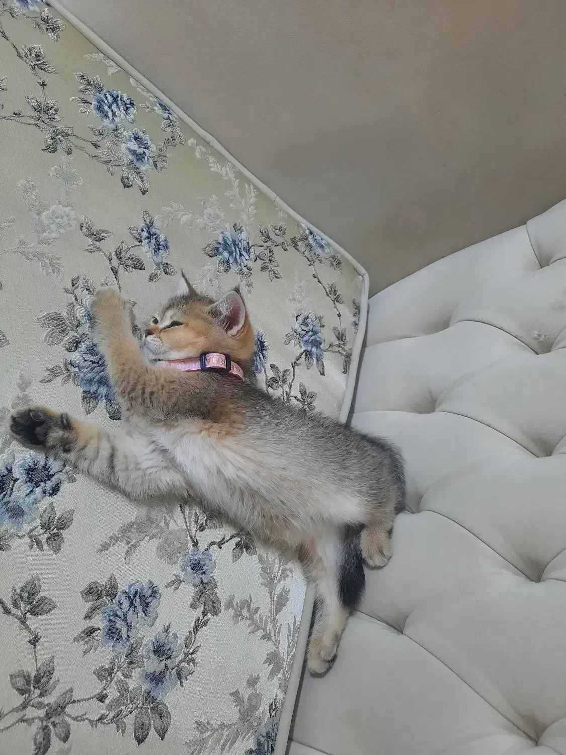 گربه بریتیش|گربه|تبریز, |دیوار