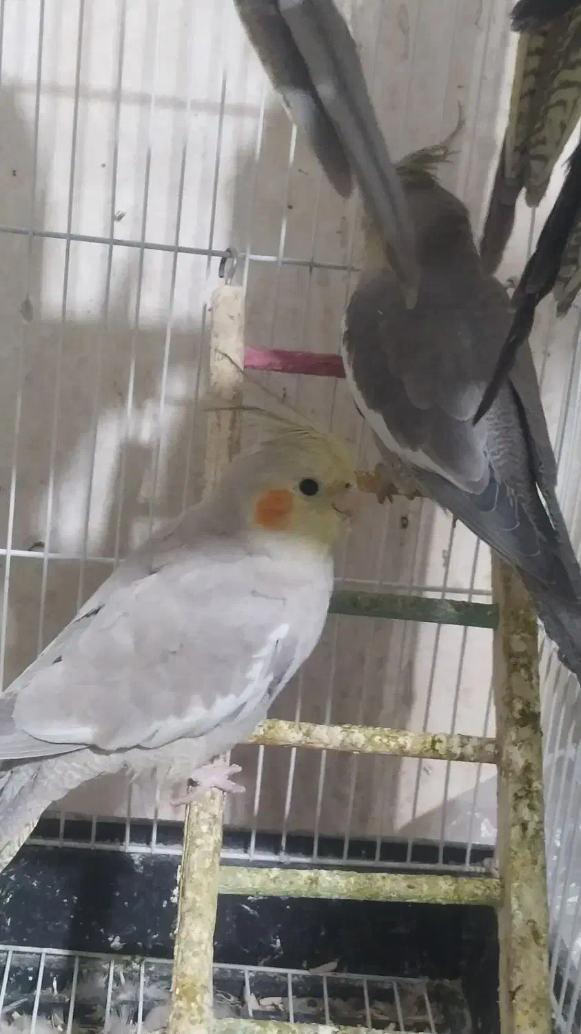 عروس هلندی|پرنده|شیراز, فضل‌آباد|دیوار