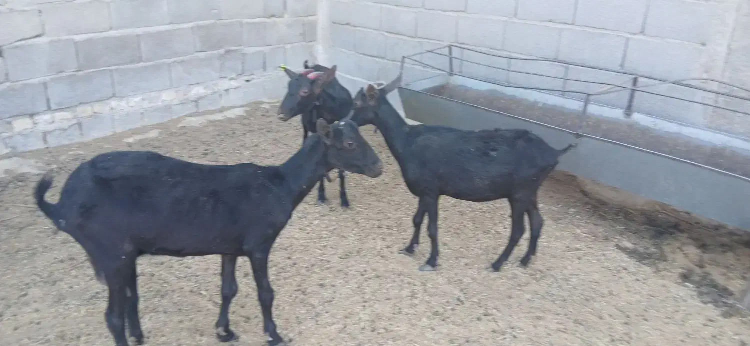 دوبز و یک کولار مورسیا|حیوانات مزرعه|مهریز, |دیوار