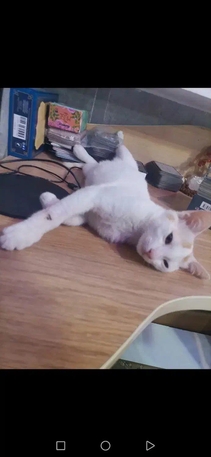 گربه گمشده|حیوانات|یاسوج, |دیوار