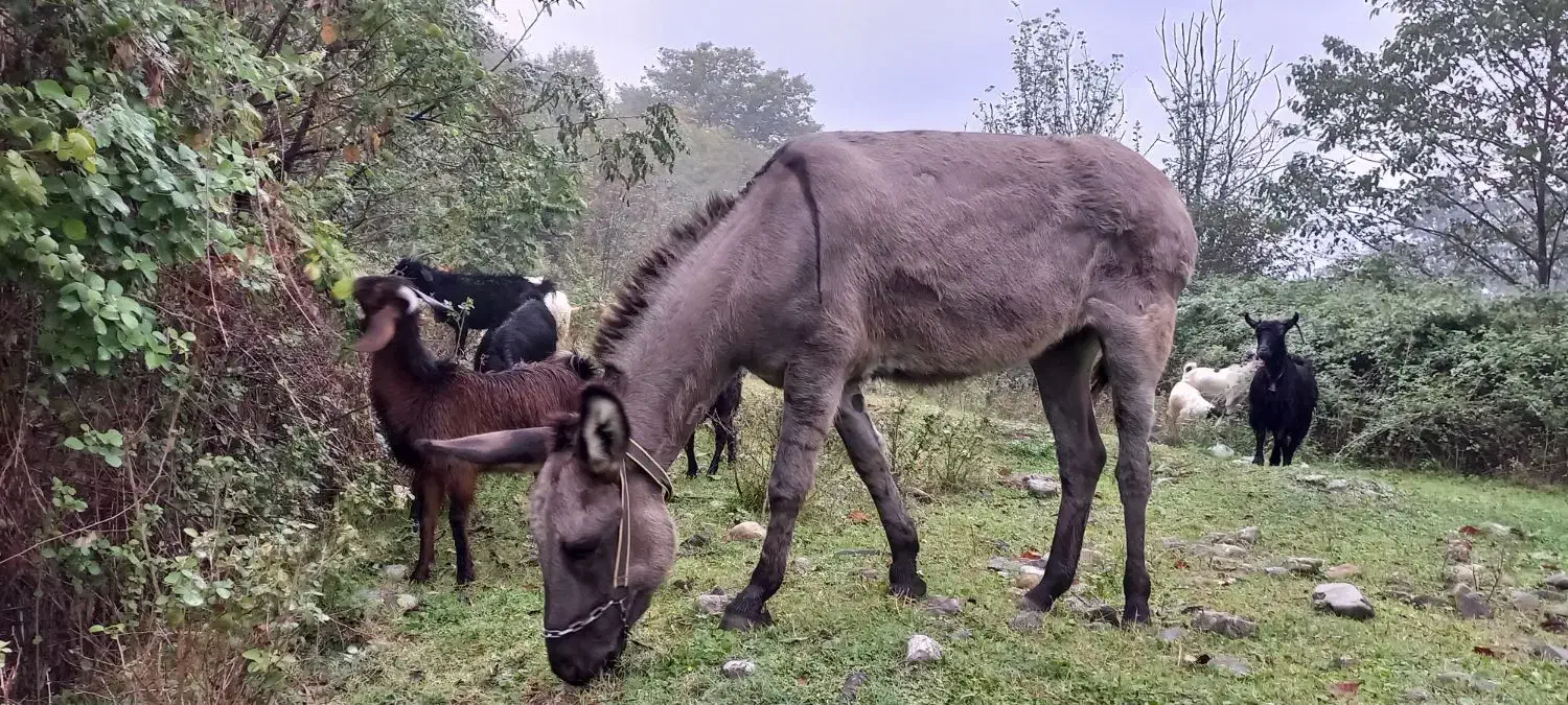 الاغ فروشی گوسفندی|حیوانات مزرعه|گرگان, |دیوار