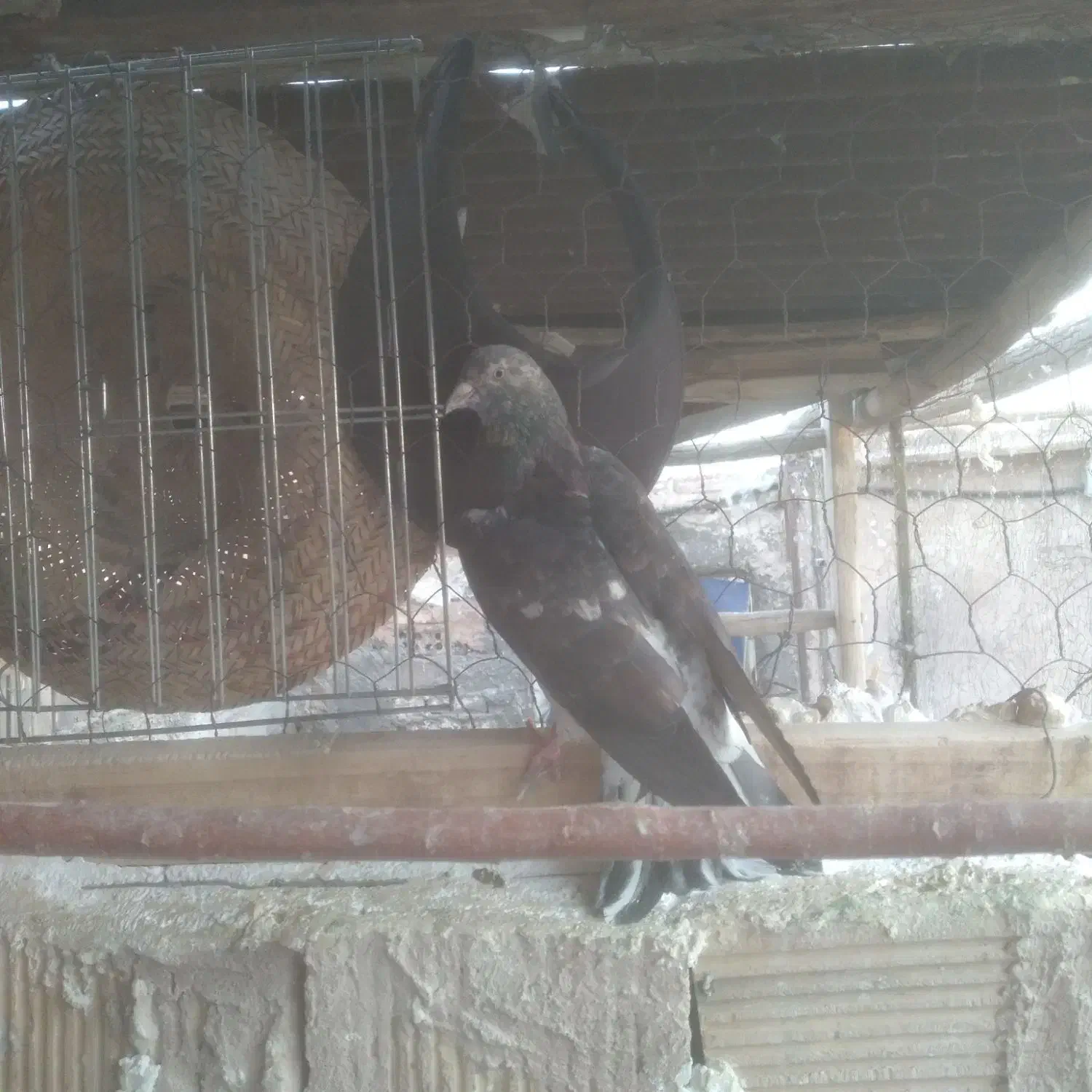 کفتر پرشی شازده|پرنده|خمینیشهر, |دیوار