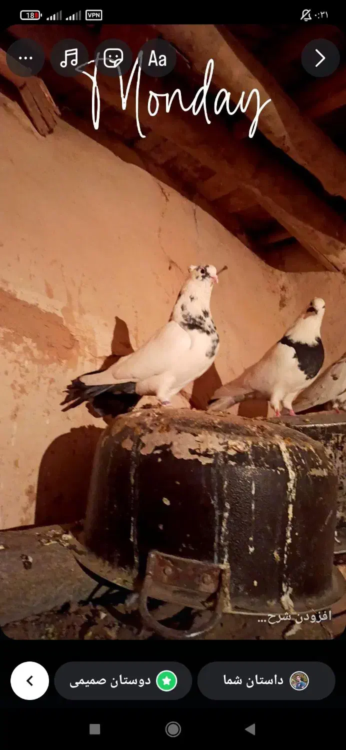 کبوتر|پرنده|کرمانشاه, |دیوار