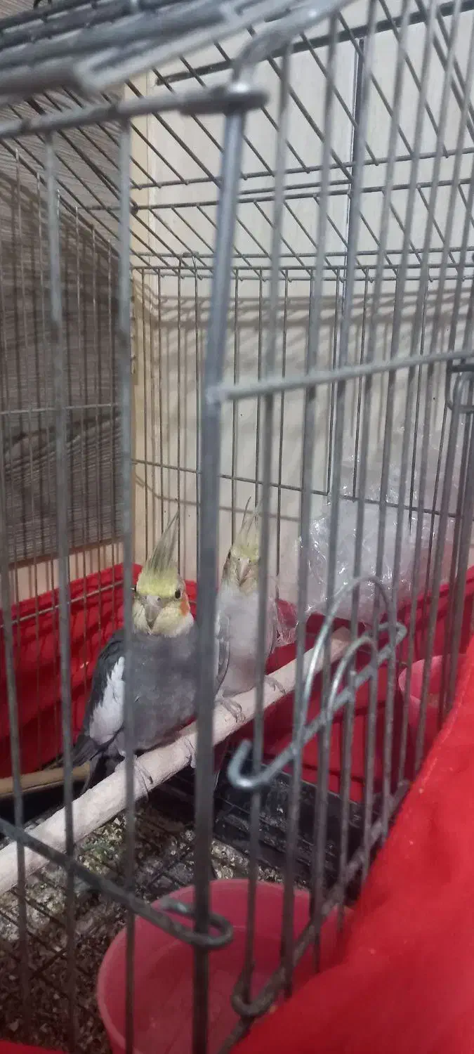 عروس هلندی|پرنده|یزد, |دیوار