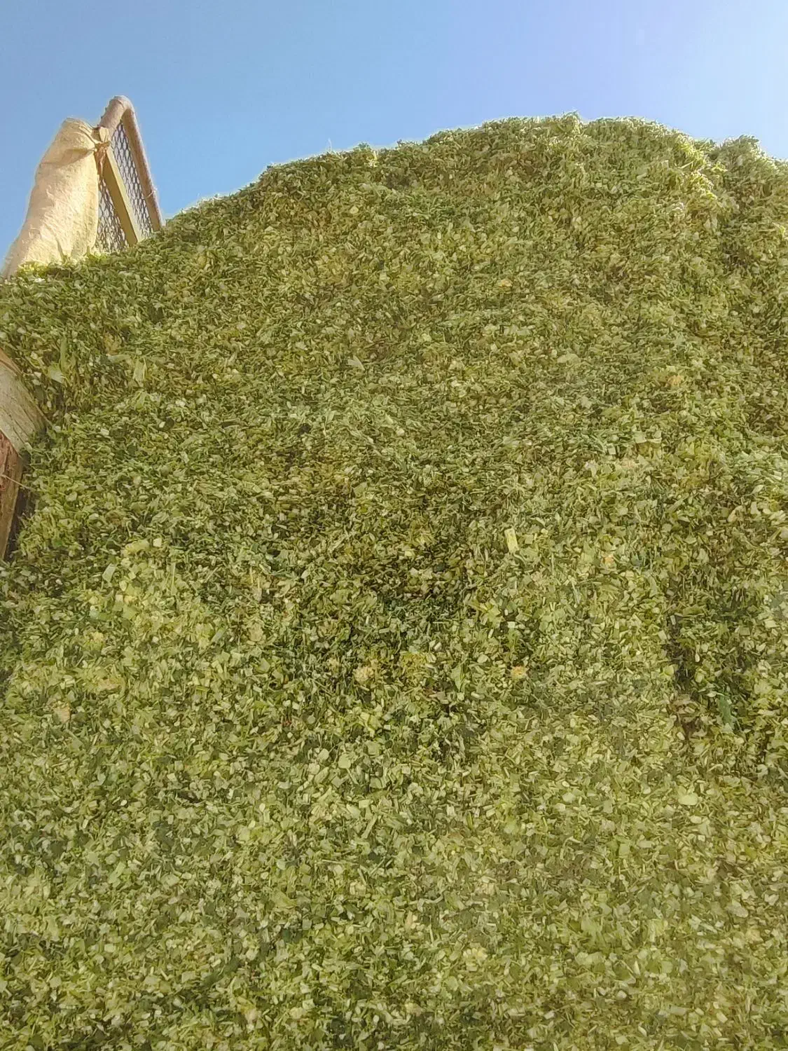 ذرت علوفه ای|حیوانات مزرعه|روانسر, |دیوار