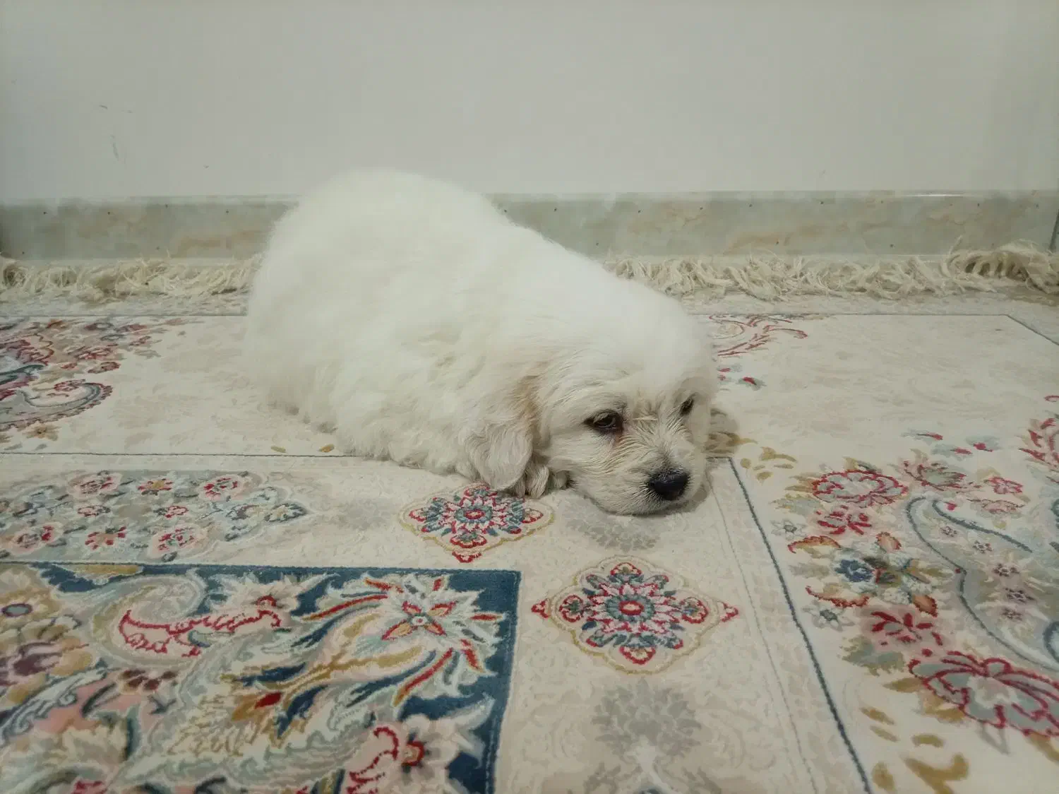 واگذاری سگ|سگ|مبارکه, |دیوار