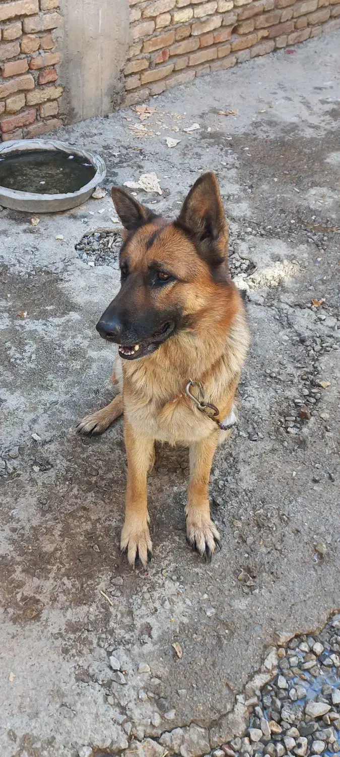 ژرمن ماده|سگ|شهرکرد, |دیوار