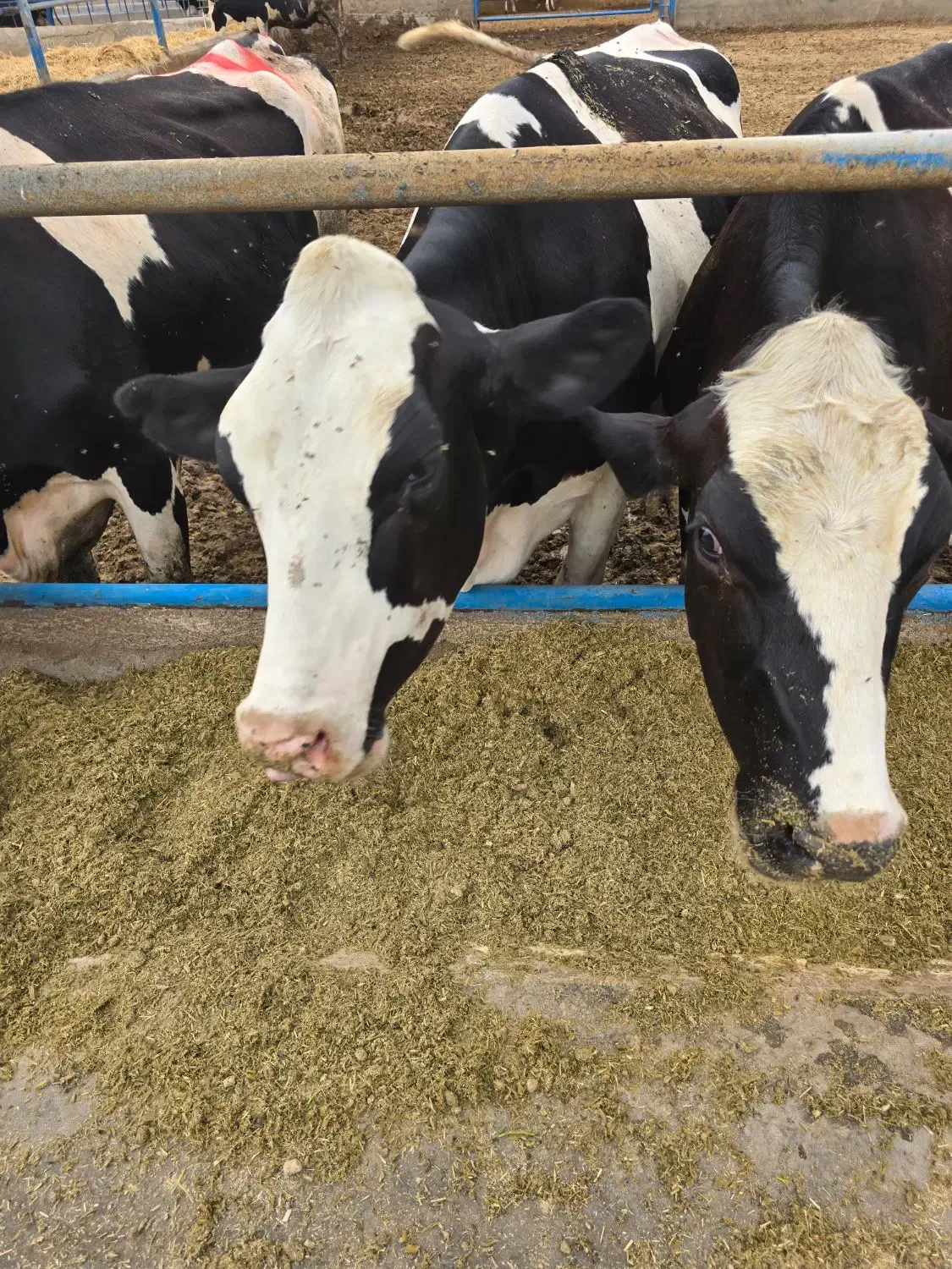 کارگر آشنا باتراکتور و فیدر میکسر|استخدام صنعتی، فنی، مهندسی|جوادآباد, |دیوار