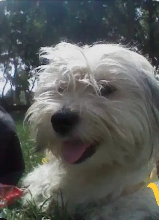 سگ پشمالو .پت پیدا شده|سگ|قم, شهید صیاد شیرازی|دیوار