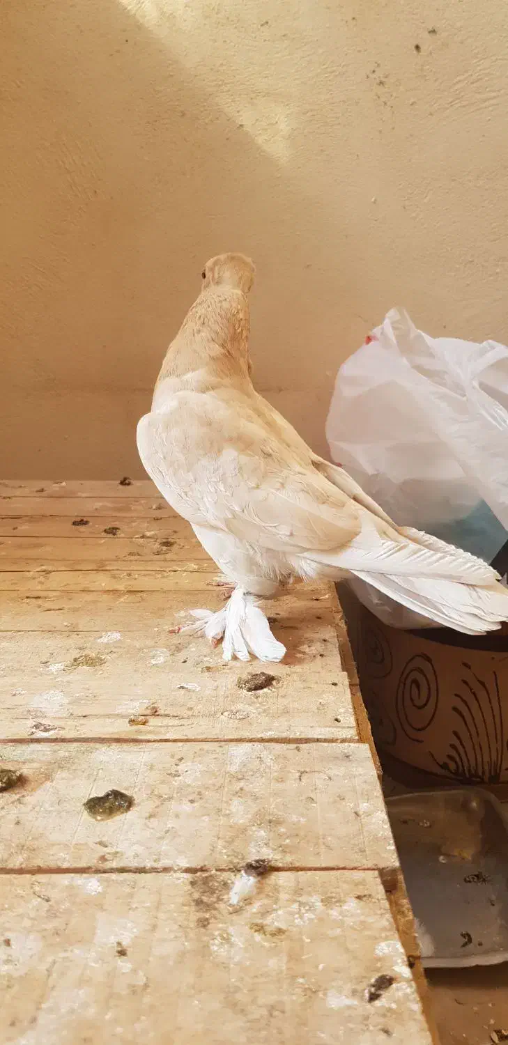 کبوترنر زرد دم سرور کاکلی چاقچول،نروماده کینگشاهی|پرنده|قم, باجک یک|دیوار