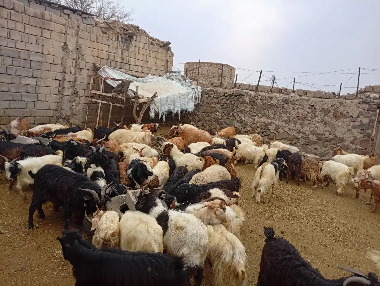 بزغاله نر|حیوانات مزرعه|مشگین شهر, |دیوار