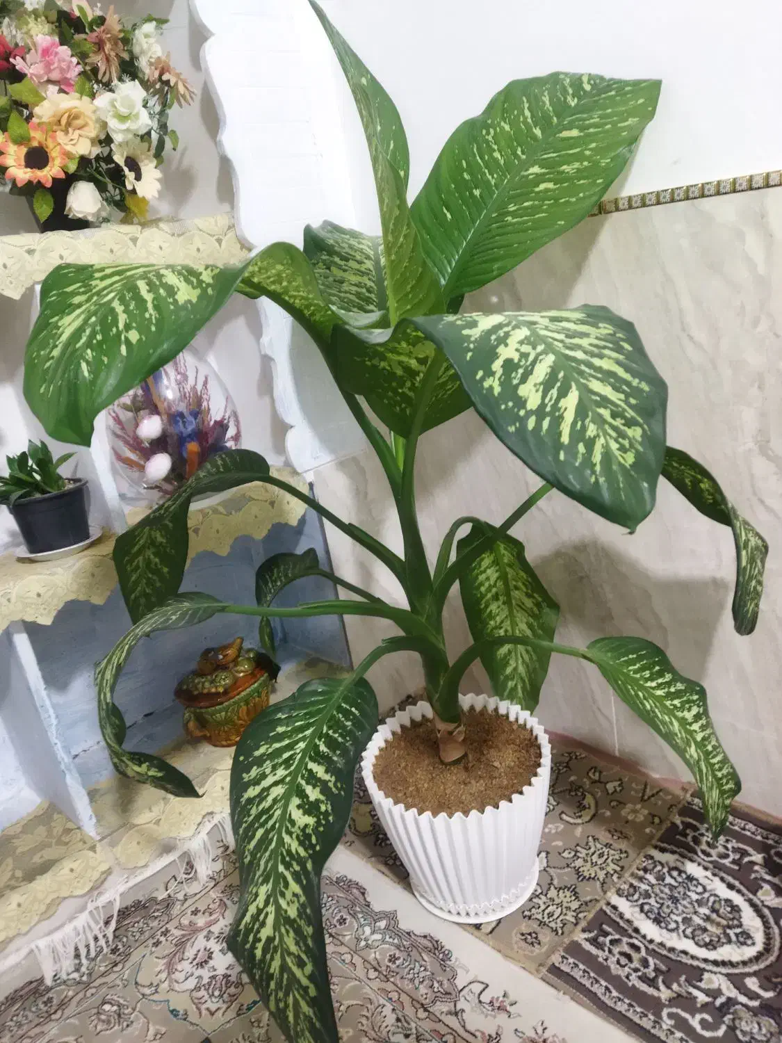 گل دیفن باخیا|گل و گیاه طبیعی|بجنورد, |دیوار