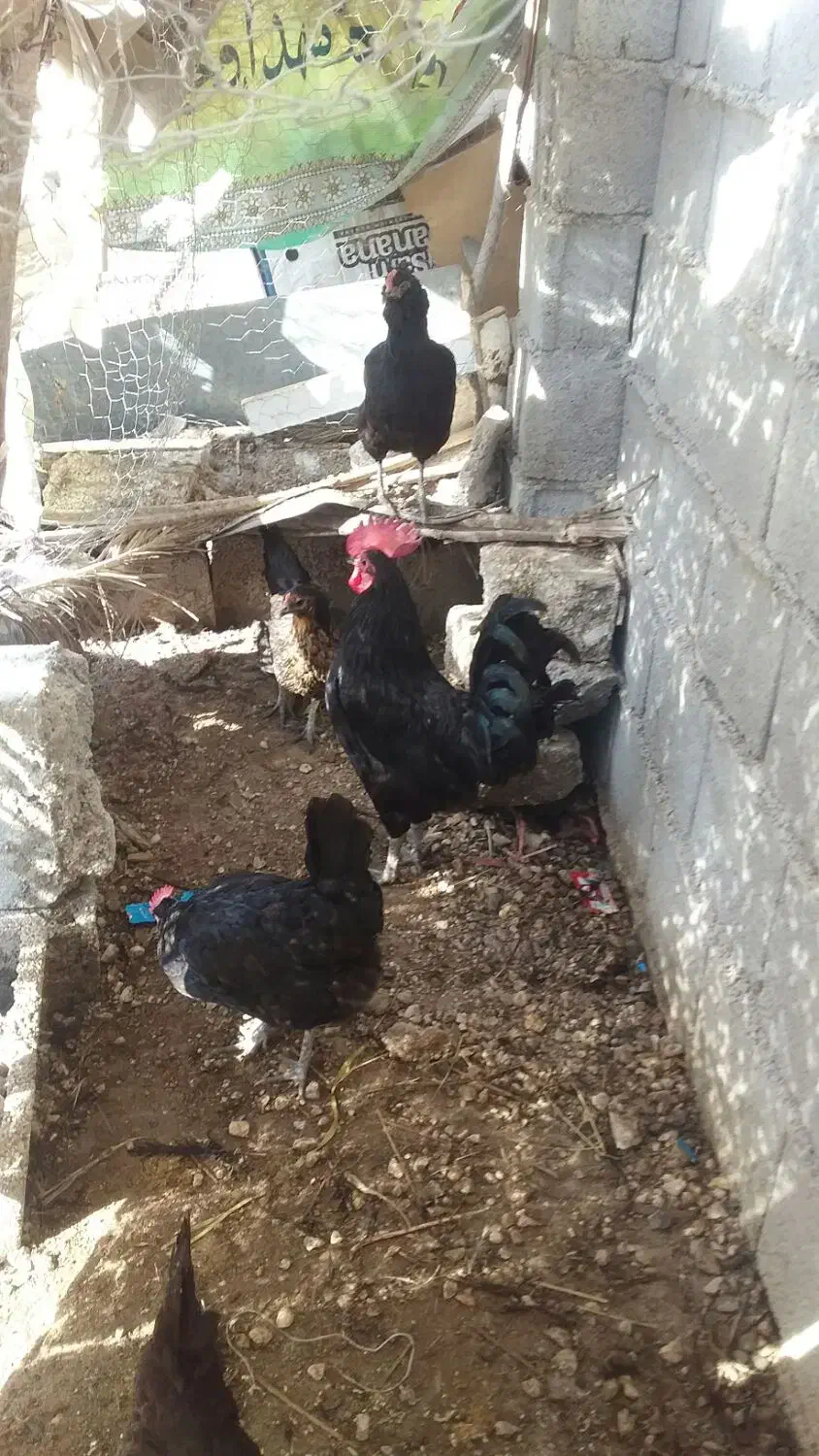 مرغ ریشی|حیوانات مزرعه|کاکی, |دیوار