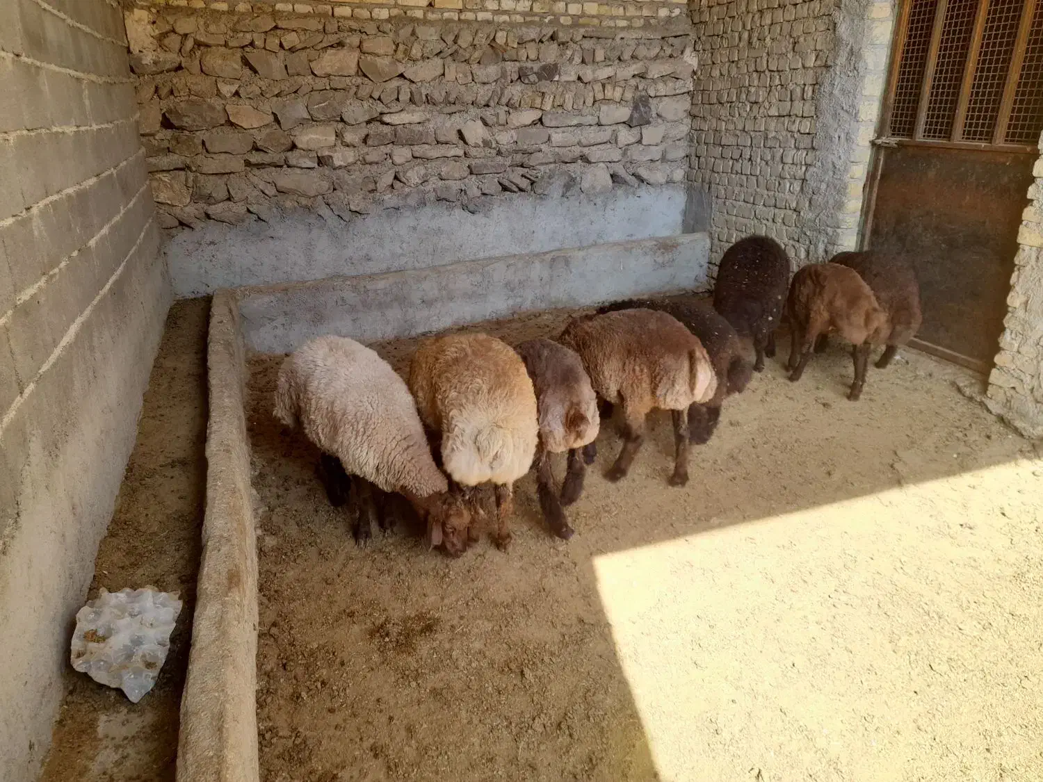 بره ماده همو وهترو|حیوانات مزرعه|قوچان, |دیوار