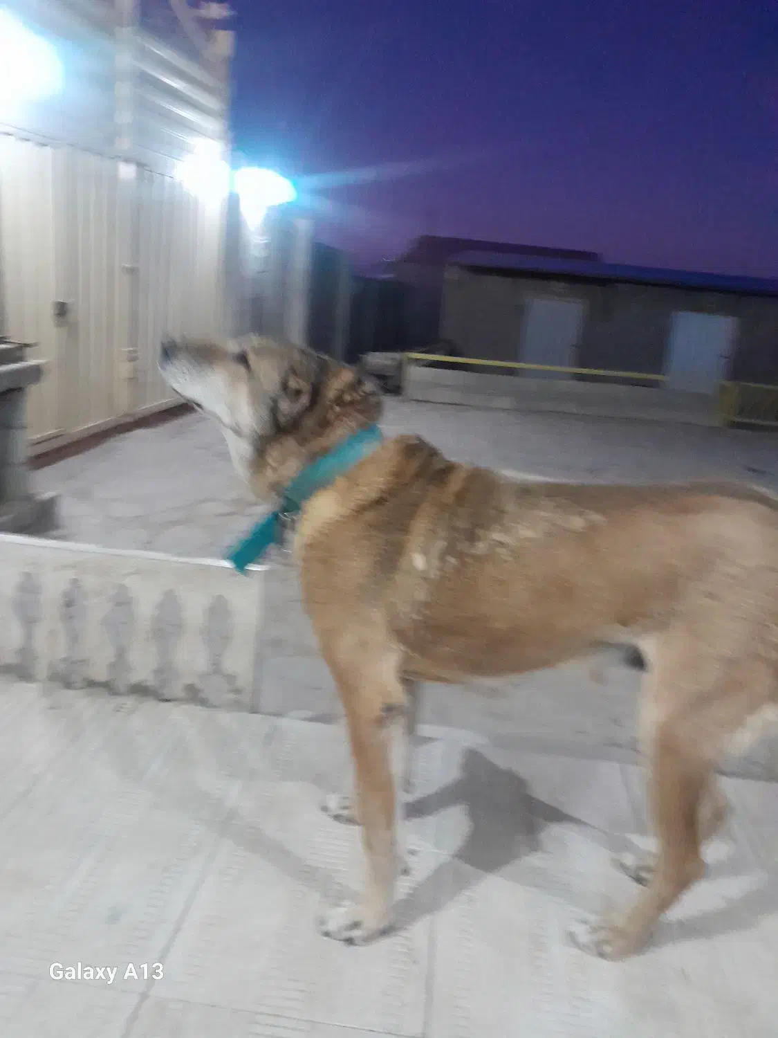 سگ‌سراب|سگ|بستان آباد, |دیوار