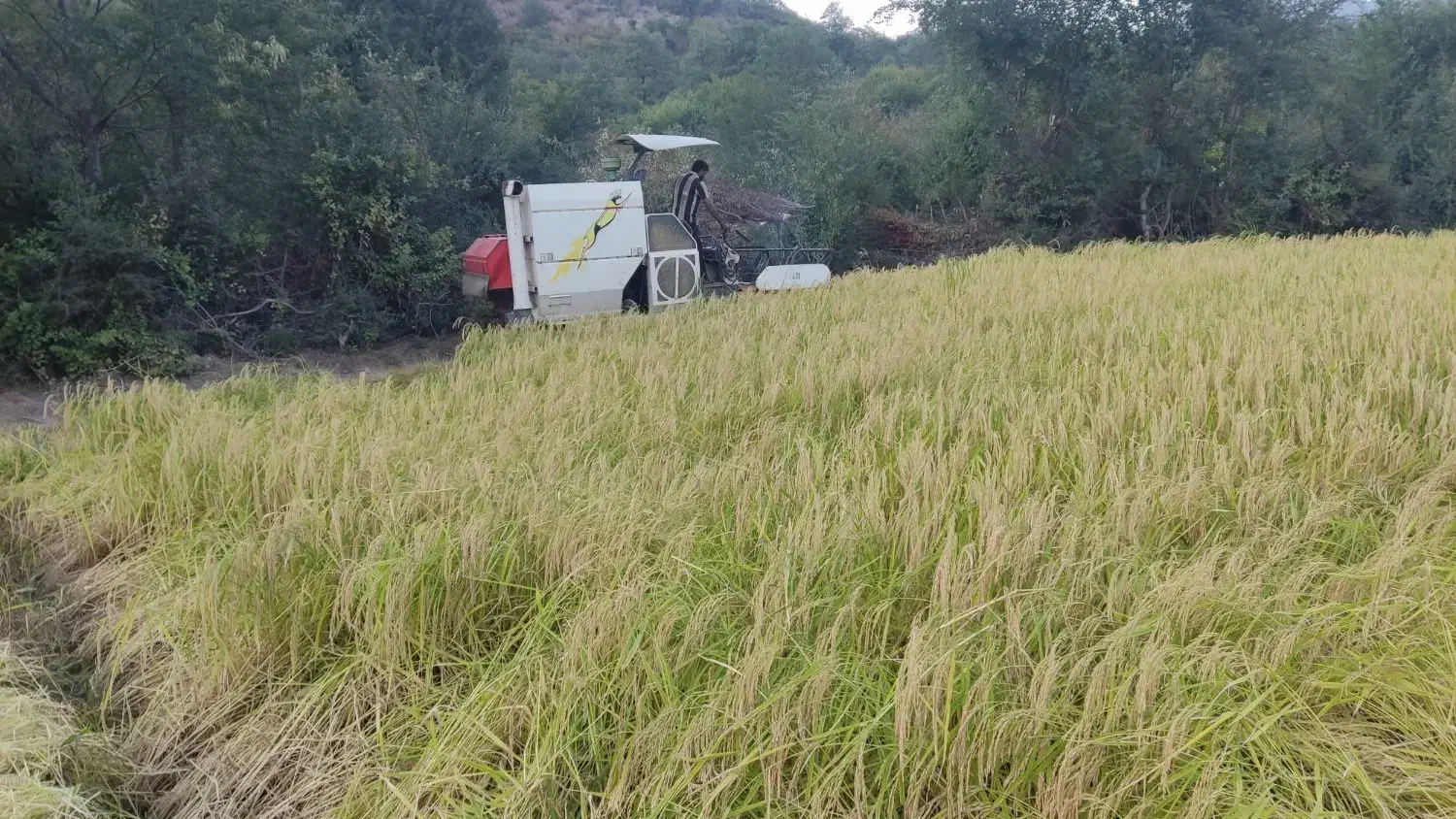 برنج فجر  ۲۵کیلو باقی مانده|خوردنی و آشامیدنی|فاضل آباد, |دیوار