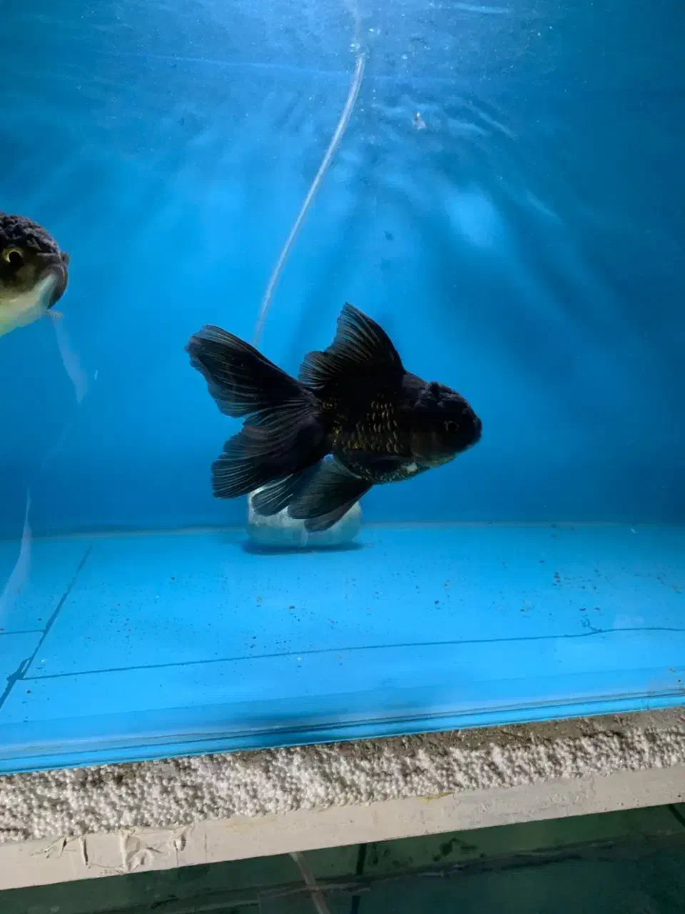 انواع ماهی گلدفیش بوفالو کوریدوراس دیسکس کوی و...|ماهی|مشهد, کوی راد|دیوار