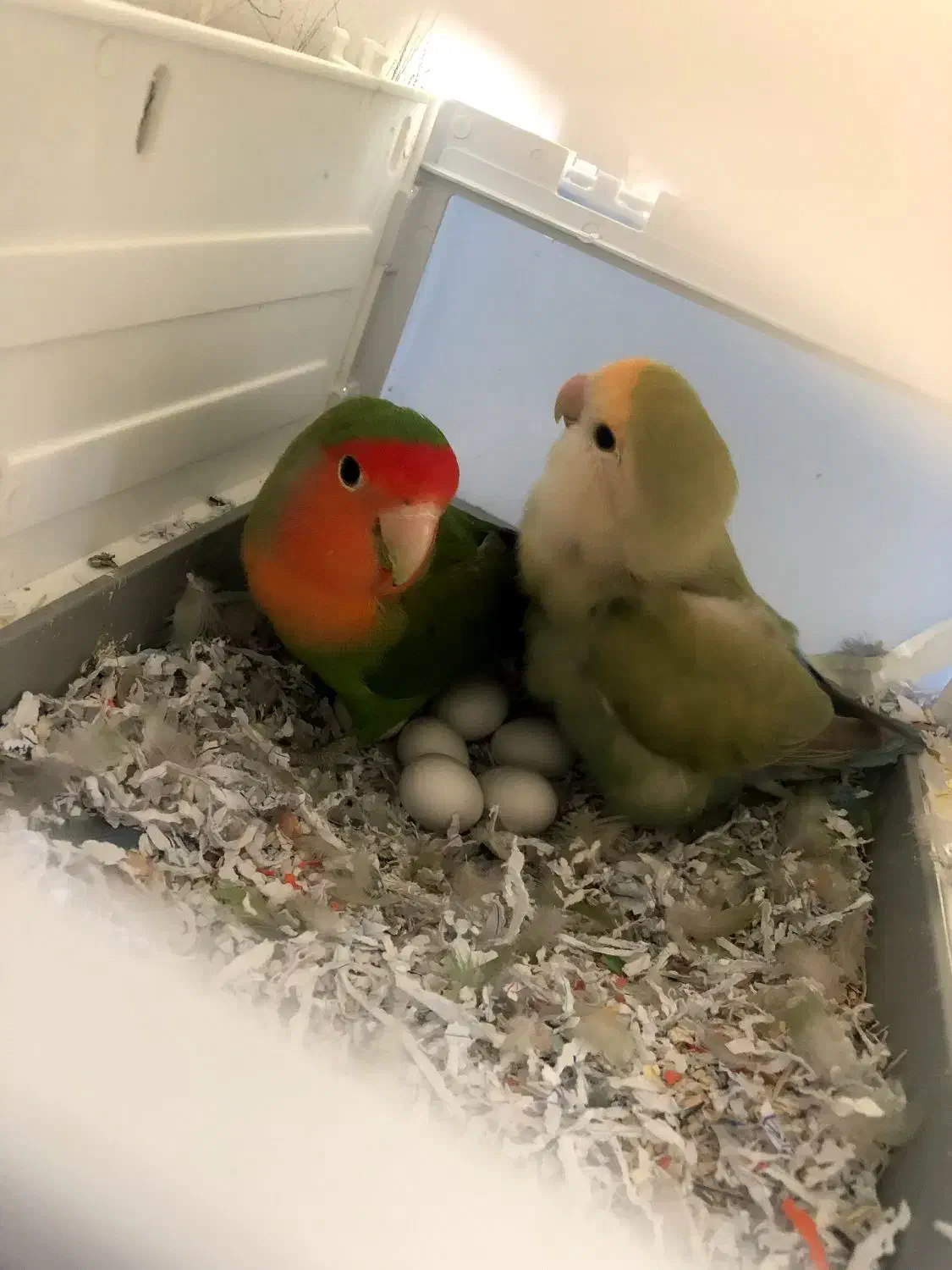 عروس هلندی و برزیلی قیمت مناسب|پرنده|قروه, |دیوار