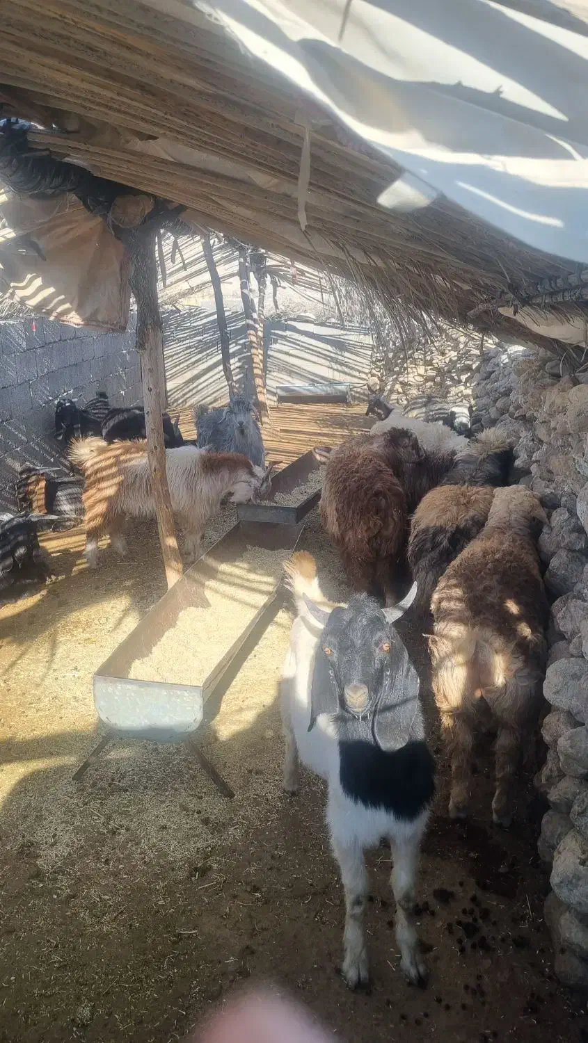 کهره و بره|حیوانات مزرعه|فراشبند, |دیوار