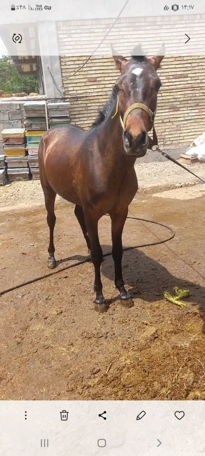 اسب نریون سن ۲به ۳|اسب و تجهیزات اسبسواری|سراب, |دیوار