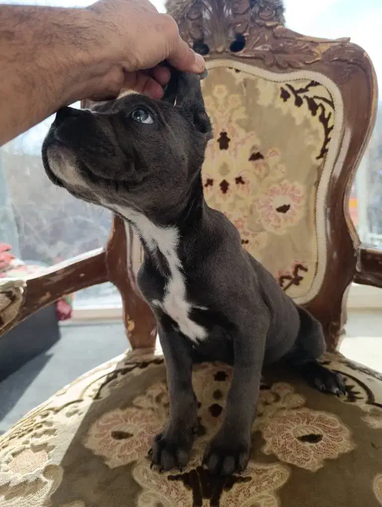 توله کن کورسو ماده|سگ|تهران, دانشگاه شریف|دیوار